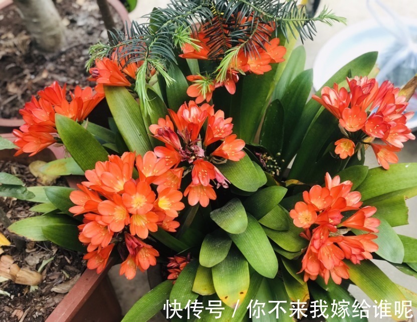 氮肥液|君子兰3大养护难题,一次性给你解决,今年准时开花!