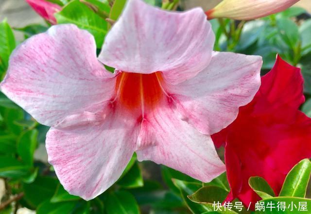 4种花好养易活开花漂亮,养了就爆盆,越养越喜欢