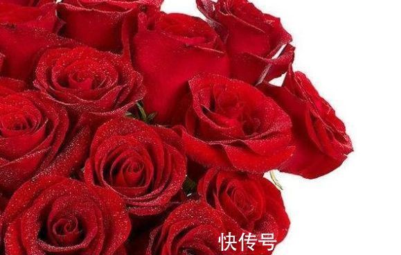 优雅|喜欢菊花,不如试试“珍稀玫瑰”卡罗拉,花色浓艳,优雅美丽