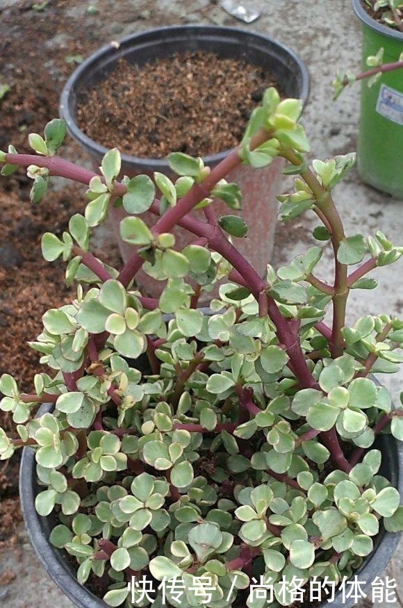 老桩|雅乐之舞剪剪枝,主干放放粗,一个夏天变老桩,养成高价小盆景!