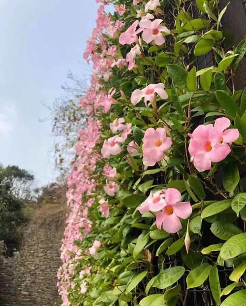 塑形|此款爬藤花卉长势猛，生命力旺，特适合居家盆栽、地栽