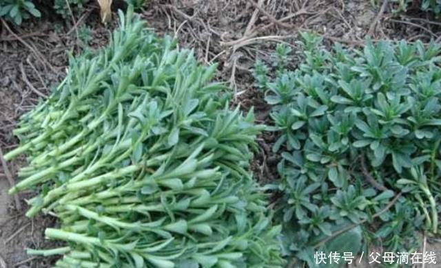 野草|遇上这一野草,请不要错过,含钙量堪比钙片,价值很珍贵