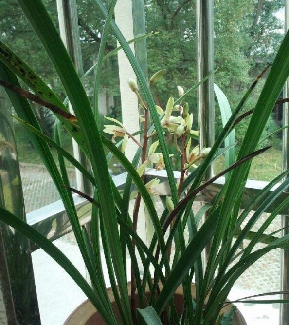 兰花|兰花开花后花茎如何修剪?教你“2法”,1年就长疯,年年开花爆盆