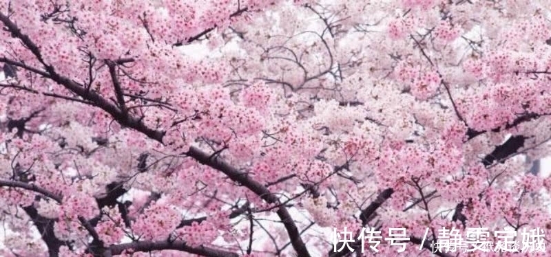 忧愁#蒋捷最凄美的一首词,一开篇便是令人惊艳,最后两句又无比的忧愁