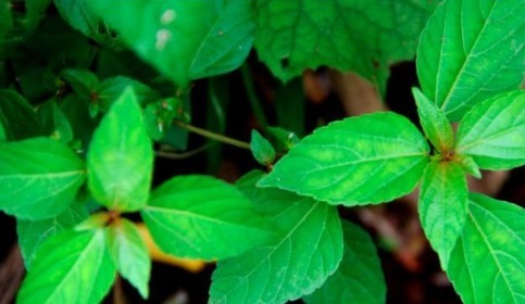 免疫力|女性常吃3种野菜,清热解毒、养颜祛湿,还增强自身免疫力!