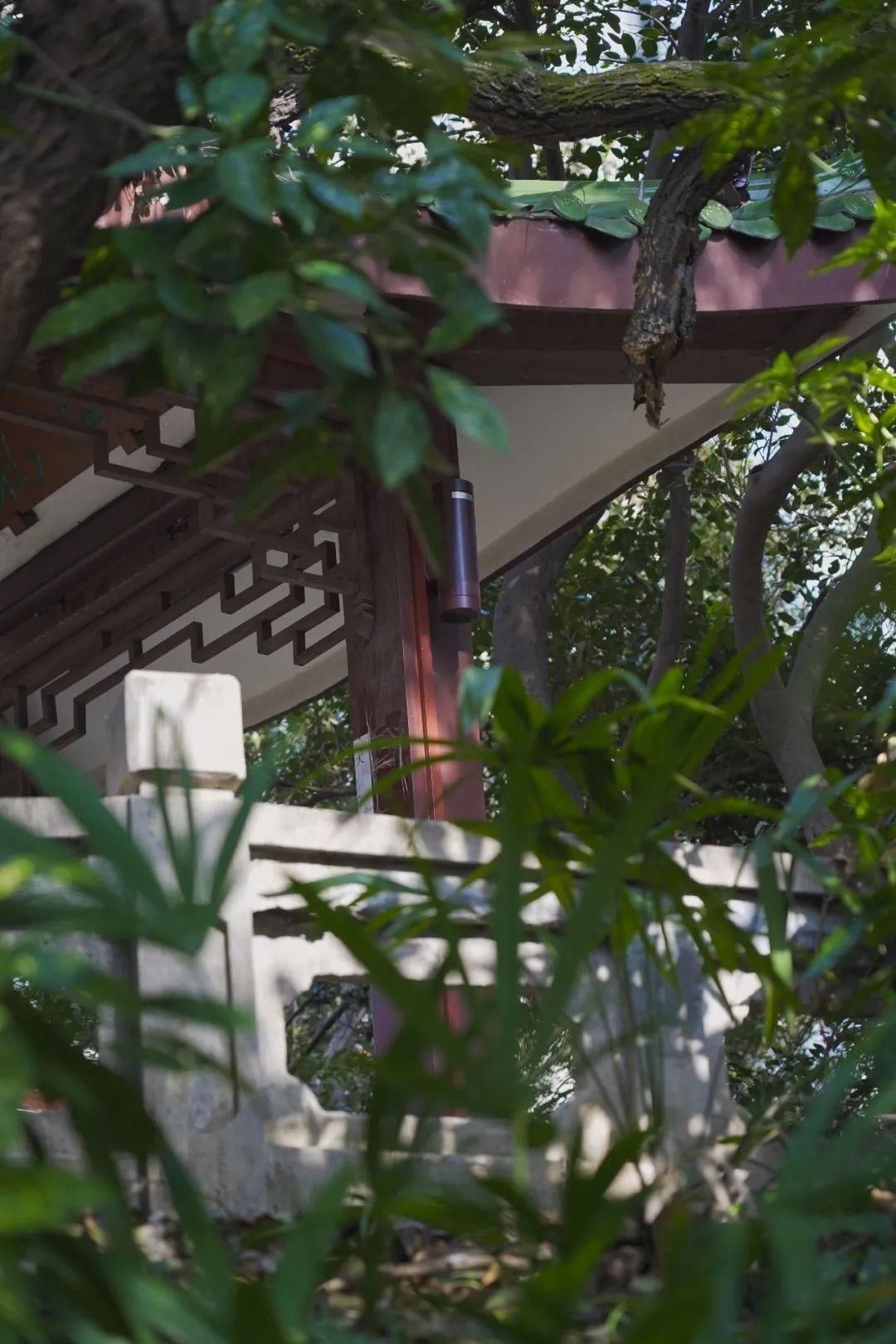 古城|春到同济！太（you）爱（fu）了（li）！