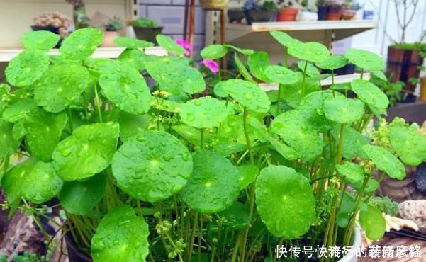 5个养花小技巧,既简单又实用,不愁学不会养好花