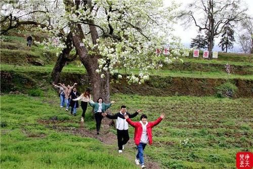 千树万树梨花开！印江江家坡村的古梨树园美呆了