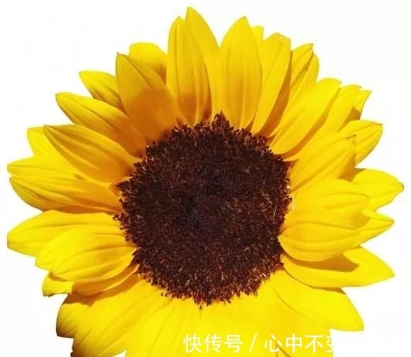 生肖狗|1月，缘分桃花非常旺盛，收获真爱，幸福曙光降临的3大生肖