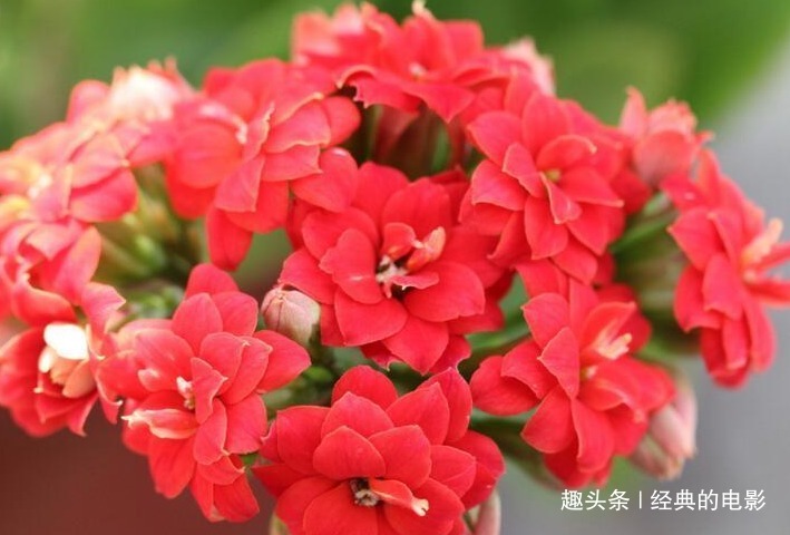 此花小巧玲珑株型紧凑,叶片翠绿花色丰富,是福寿吉庆的长寿之花