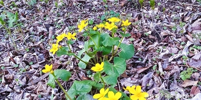 黄花菜|河边一种“黄花菜”,以前当杂草,如今30元1斤别错过