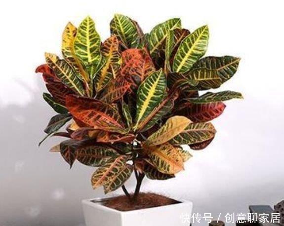 4种花养家里,看了就让人沉醉,年年开花不断,美!