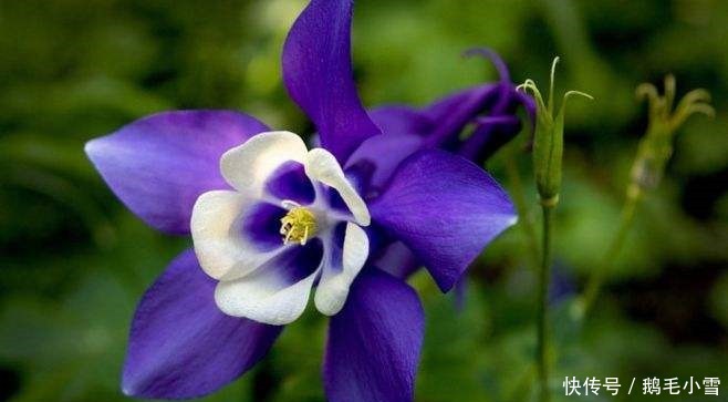 此花娇小玲珑,盛开时像一只停靠在枝头的小鸟,让人为之叫绝