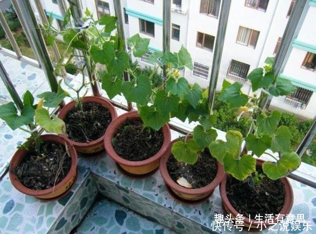 好吃|小南瓜，1根藤结50多颗，好玩儿，好看，好吃，好养，教你养法