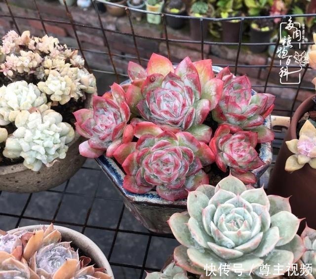 百科|养多肉三年多,初见惊鸿!累并快乐着!养多肉三年多,初见惊鸿!累并快乐着!