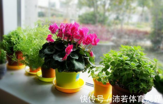 冬天|石竹花、大丽花、仙客来、飘香藤，冬日养殖，砰砰开花