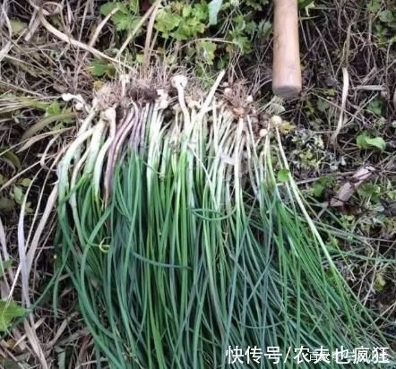 手软|俗称“野藠头”，路边常成片生长，见到别手软，营养赛过大蒜