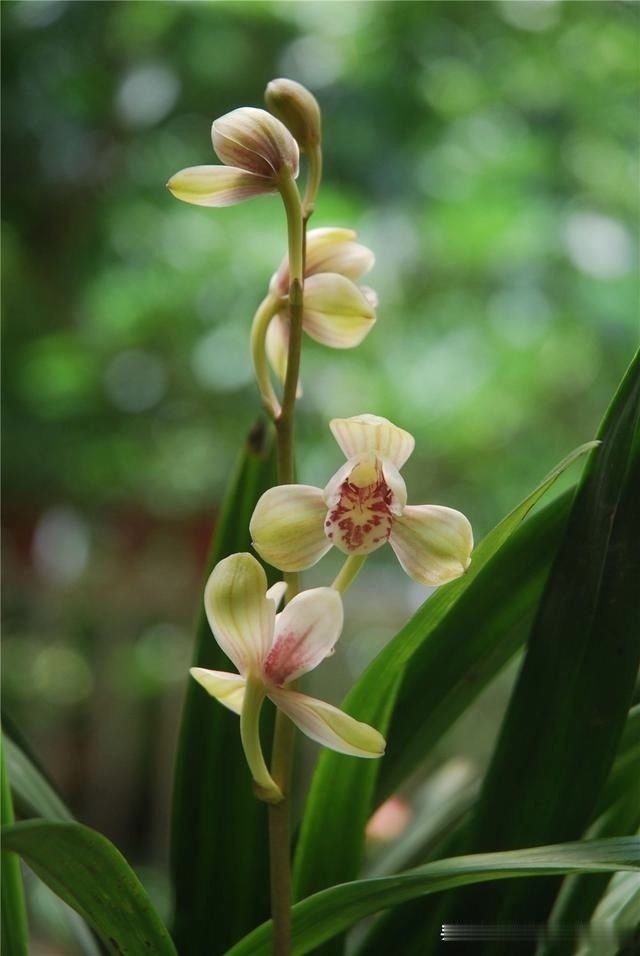 烂根|养兰花,记住2口诀,兰花越长越旺盛,再也不怕养不活