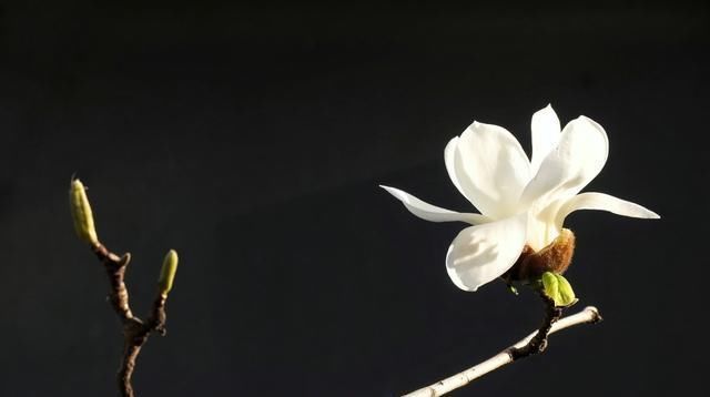 高僧回答|4首禅诗,既简单又不简单,人生的智慧都在这里了