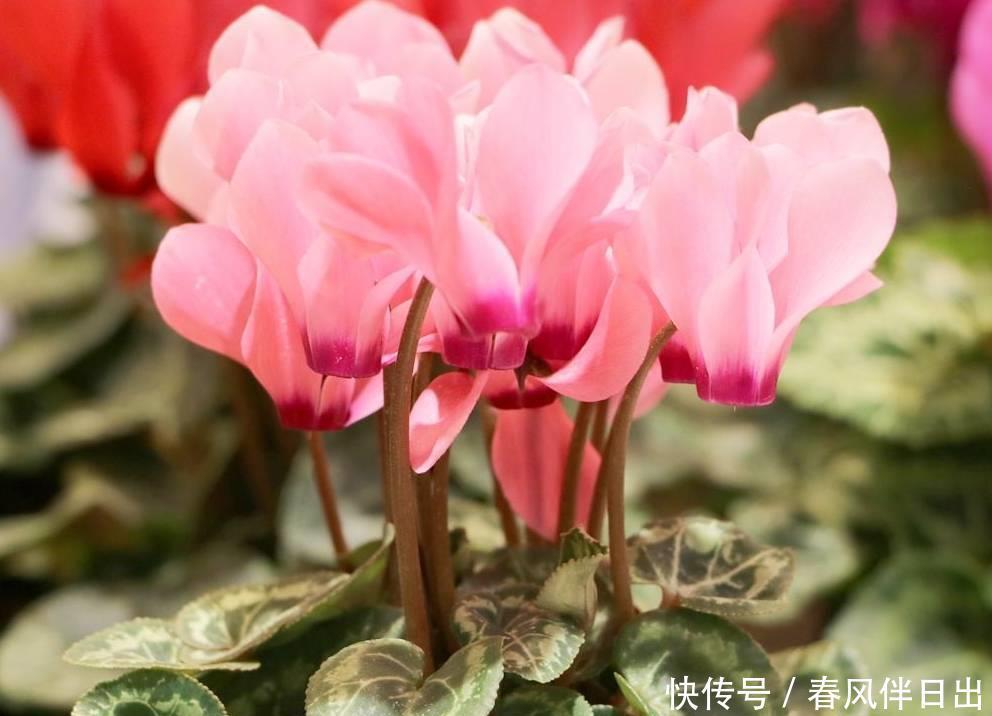 冬天花开败了怎么办？修剪施肥好好管理，还能再开一茬