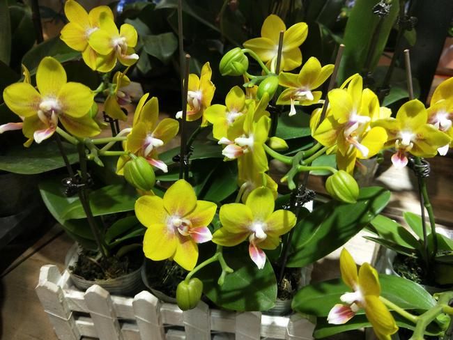 种植植物除“病虫害”之外,注重以下5种因素,避免出现长势不良