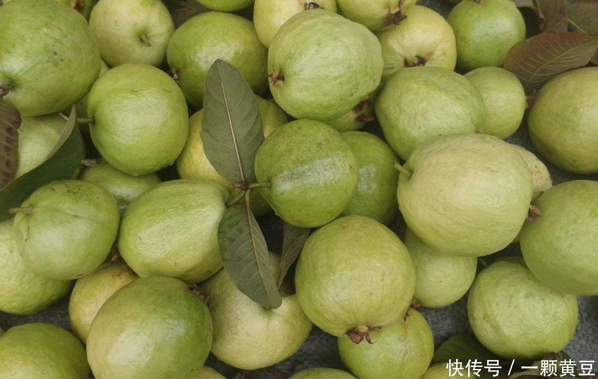 水果|聪明的人都爱吃的一种水果,常吃好处多多,你有吃过吗?