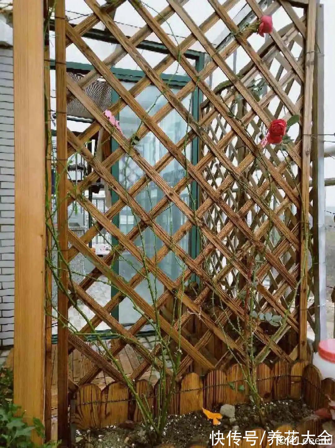 7种花冬天会假死，叶子掉光不要扔，明年还能大爆花