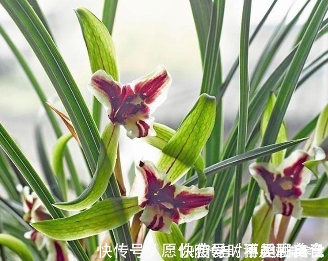 养兰花牢记“2勤、1控制”，即使养在塑料桶里，也能满盆冒花苞！