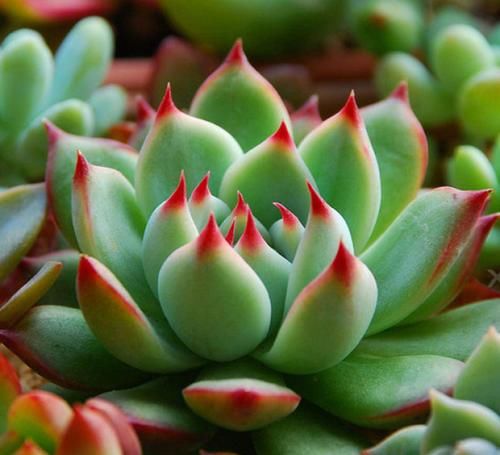 最厉害的养花营养液：给多肉植物喝一勺，新叶呼呼长，不比花肥差