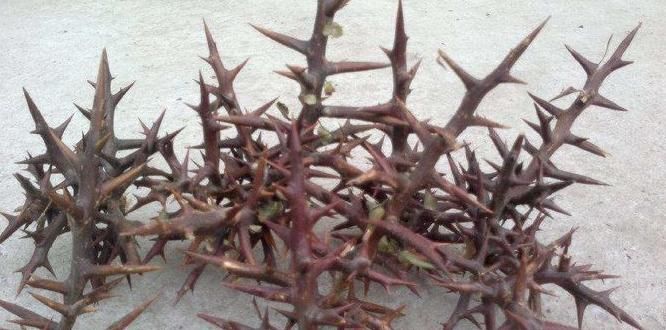  植物|老中医：一种植物在农村随处可见，殊不知用来治病有奇效，了解下