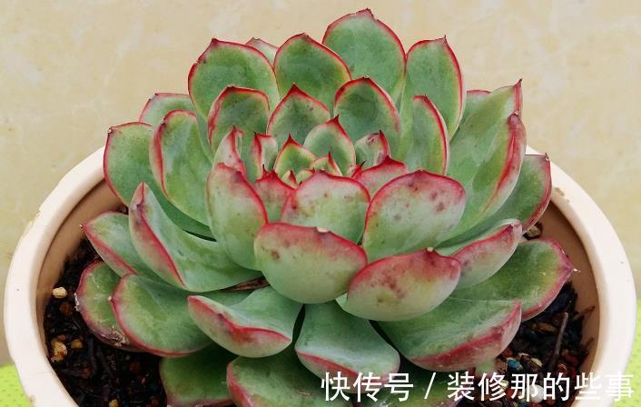 生命力|这3种普货多肉漂亮好活，堪称新人入坑的首选！