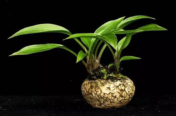 山野草，也高雅！