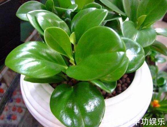 叶片油绿肥厚的豆瓣绿,夏季养护有技巧,不黄叶不烂根