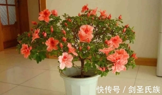 烂根|先弄清这3样土质的“特点”,后续养花配土才不会出错