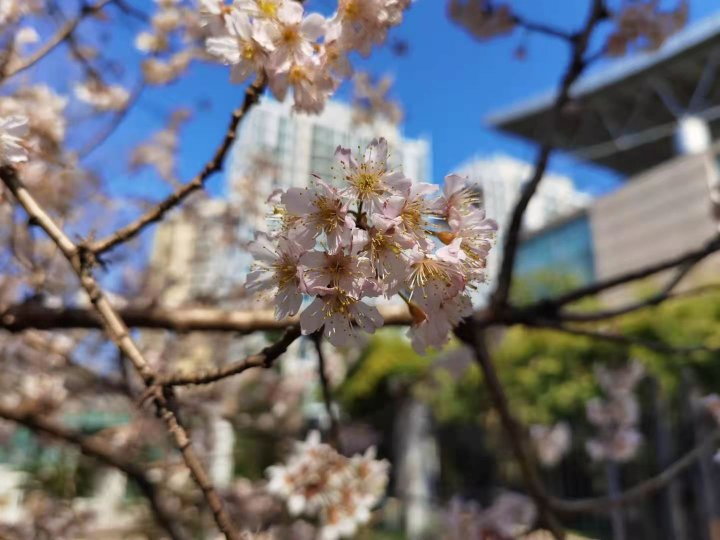 校园春日如约而至 万芳竞相争妍