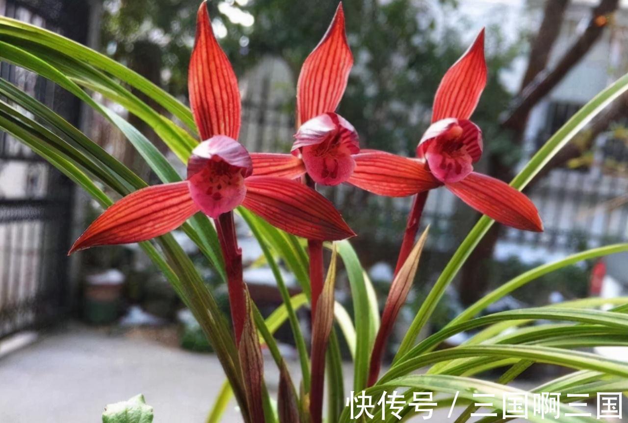 高颜值|一种新手也能养好的高颜值兰花,花色醉人,香味怡人,极具仙气