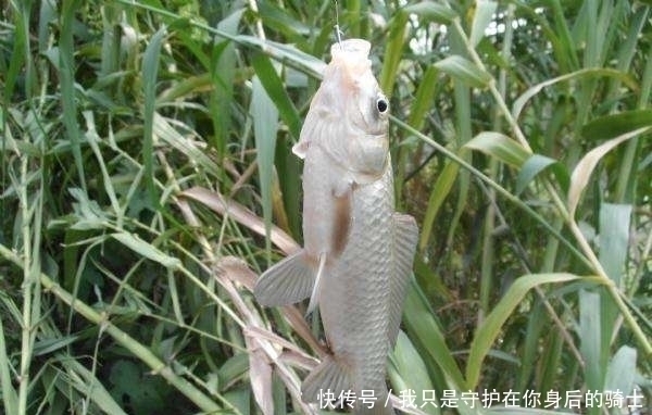 发现无人野塘，用了这个饵料，意外钓获十七斤大鲫鱼