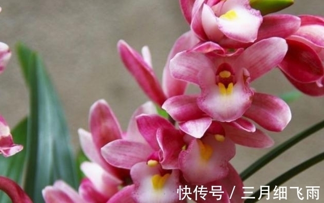 建议每位养花人：阳台养花首选“香水之花”，花香浓郁、休养身心