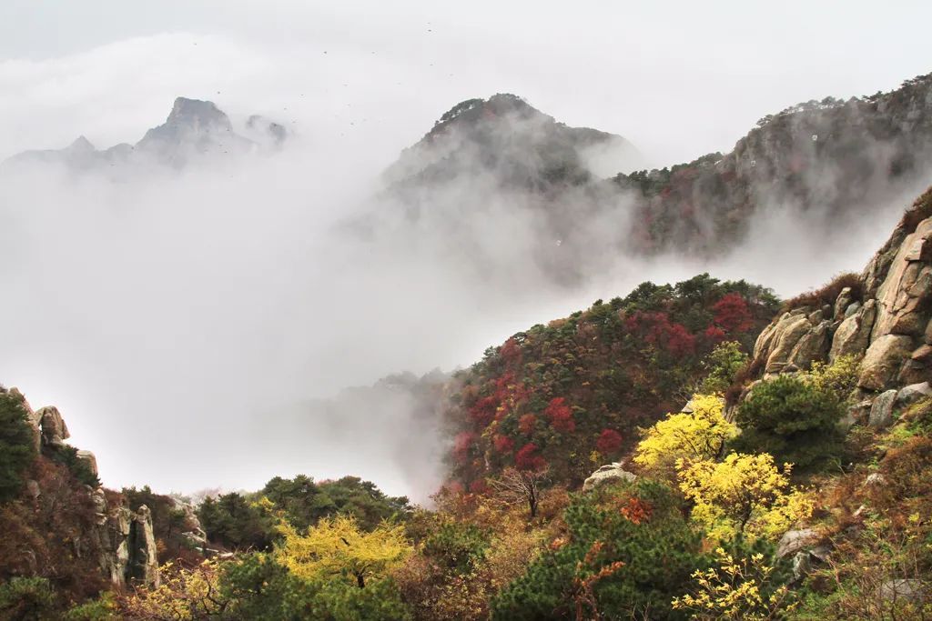  沦陷|重阳必去的登高赏菊好去处！山奇花美，去过的人都沦陷了