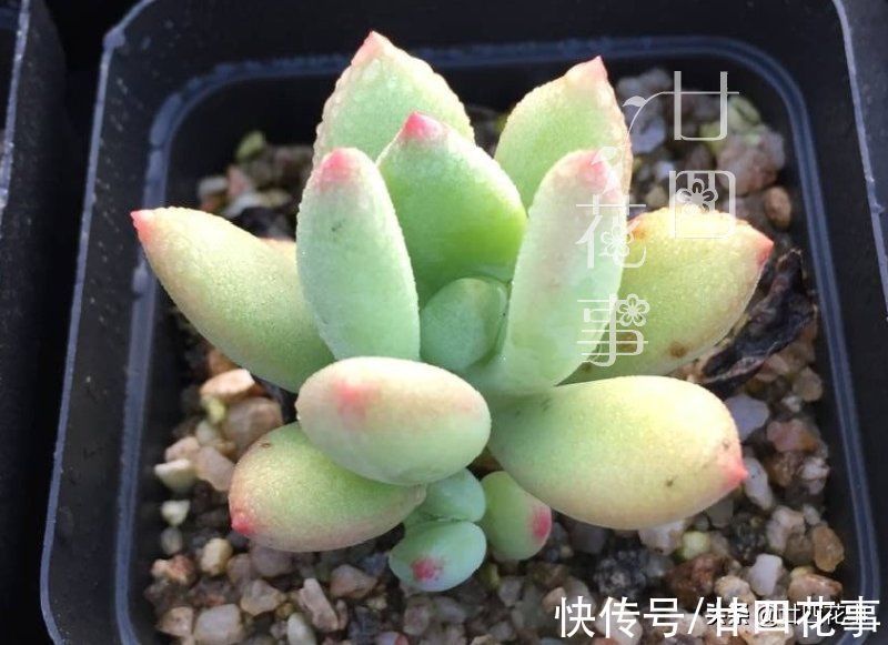 多肉植物|同样的多肉，别人家“美如花”，你的“徒成狗”？3招教你美回来