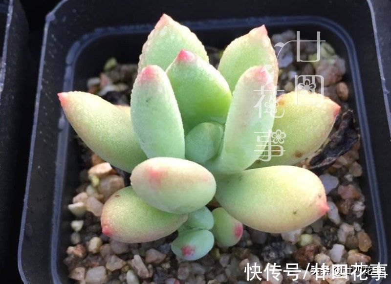 多肉植物|同样的多肉,别人家“美如花”,你的“徒成狗”?3招教你美回来
