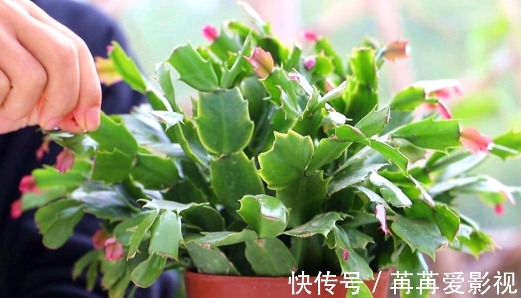 蟹爪兰|去年的蟹爪兰一个花苞没长，只需3步操作，花苞“蹭蹭冒”