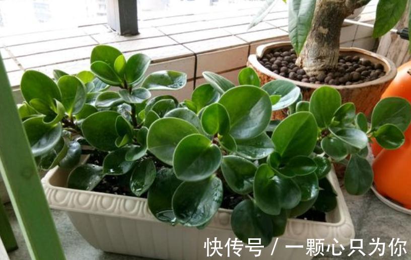 这3种植物不怕冻，天冷室内盆栽枝叶翠绿有光泽，状态好极了！