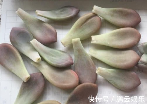 土壤|多肉奥普琳娜如何叶插教你3个小步骤,不仅快速生根越长越茂盛