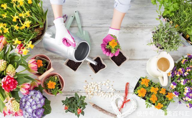 养分|羊粪养花好？3个害处不知道，越养越心烦，还很容易养死