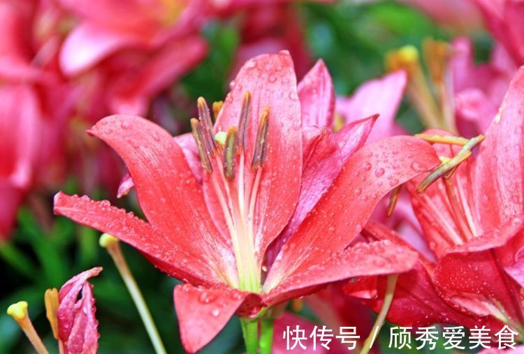 栀子花|美貌花卉,养一盆,香飘满屋,大自然赐予的“天然空气清新剂”