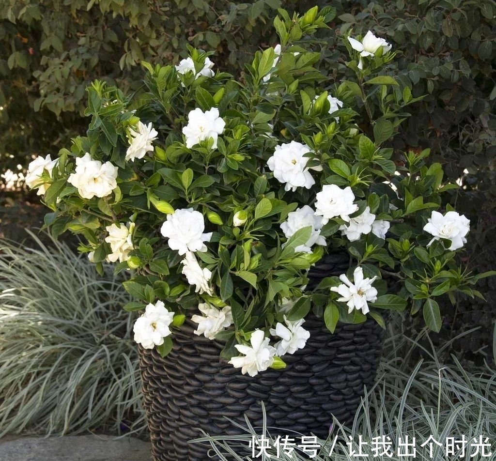 栀子花真难养？避开“3不要”，挤满大花苞，冬天也开爆