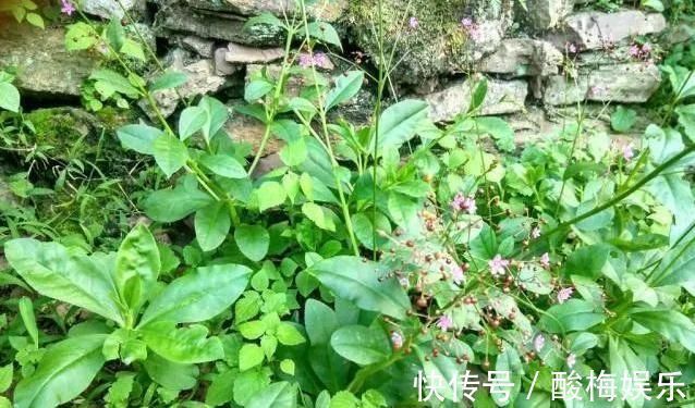 价值|农村一种野菜人称'紫人参',价值巨大,极其珍贵,你知道它吗?