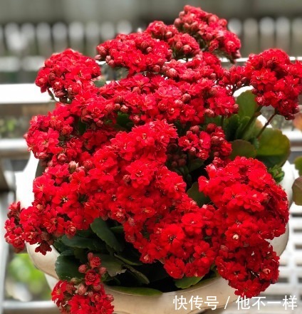 花朵|新手养长寿花,“它”是关键,做好了花朵爆满盆!