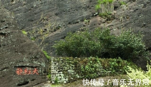 面包|世界上最牛的5棵树,1棵常在电影里出现,一棵在中国,你见过吗